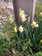 Narcissus tazetta