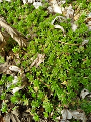 Sherardia arvensis