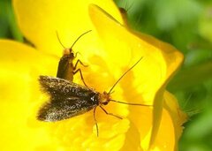 Micropterix calthella