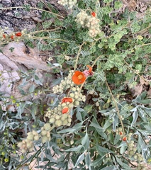 Sphaeralcea hastulata