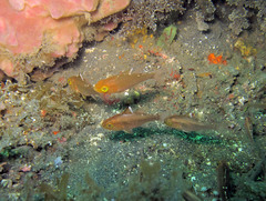 Ostorhinchus hoevenii