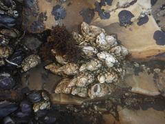Pollicipes polymerus