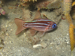 Ostorhinchus compressus