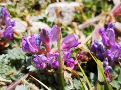 Oxytropis amethystea
