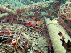 Ostorhinchus compressus