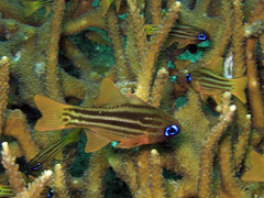 Ostorhinchus compressus