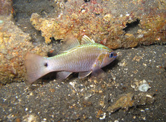 Hartzfeld's Cardinalfish photo 2