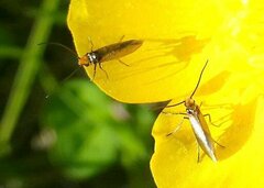 Micropterix calthella