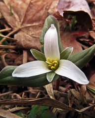 Trillium nivale