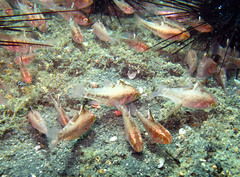 Ostorhinchus hoevenii