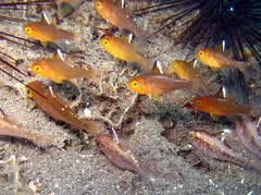 Ostorhinchus hoevenii