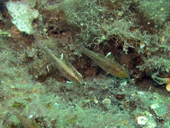 Ostorhinchus hoevenii