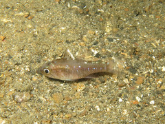 Ostorhinchus hoevenii