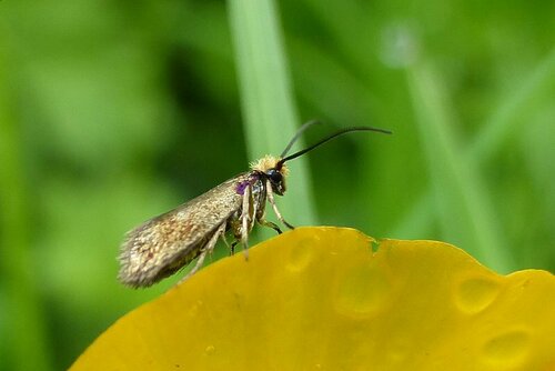 Micropterix calthella