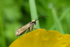 Micropterix calthella