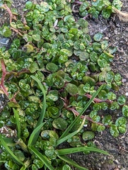 Soleirolia soleirolii