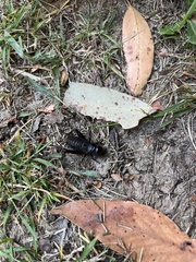 Teleogryllus commodus