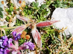 Oxytropis amethystea