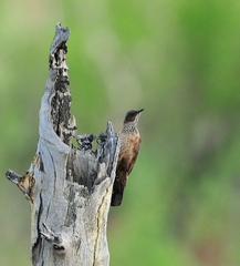 Climacteris melanurus