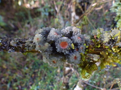 Leptogium phyllocarpum