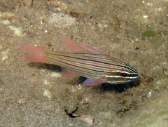 Ostorhinchus multilineatus
