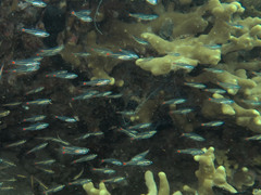 Ostorhinchus parvulus