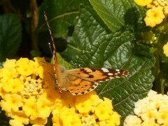 Vanessa cardui