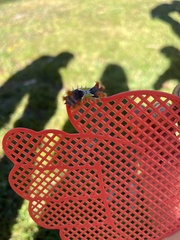 Doratifera vulnerans