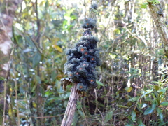 Leptogium phyllocarpum