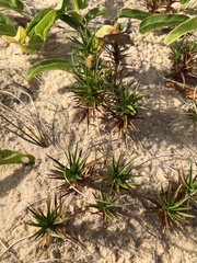 Cyperus pedunculatus
