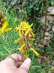 Asphodeline lutea