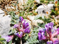 Oxytropis amethystea