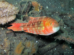 Oxycheilinus bimaculatus