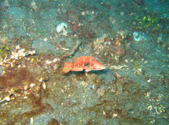 Oxycheilinus bimaculatus