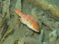 Oxycheilinus bimaculatus