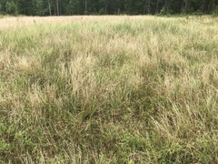 Chasmanthium latifolium