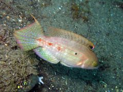 Oxycheilinus bimaculatus