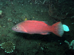 Oxycheilinus digramma