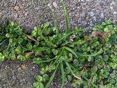 Soleirolia soleirolii