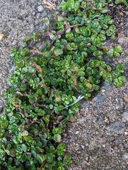 Soleirolia soleirolii