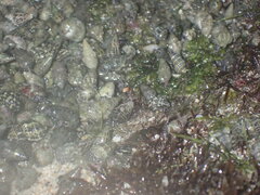 Clibanarius tricolor