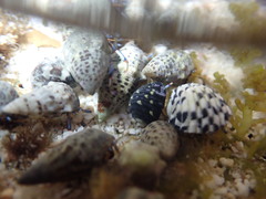 Clibanarius tricolor