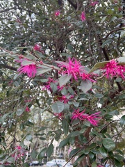 Loropetalum