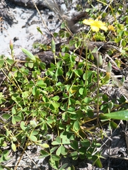 Oxalis rubens