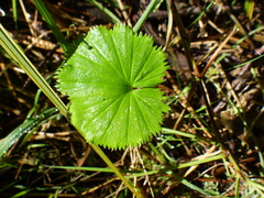 Alchemilla orbiculata