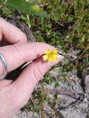 Oxalis rubens