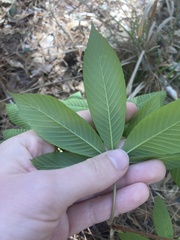 Aesculus pavia