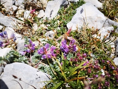 Oxytropis amethystea