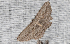 Scioglyptis loxographa