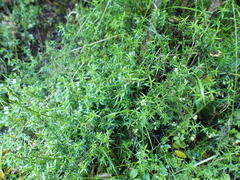 Galianthe bogotensis